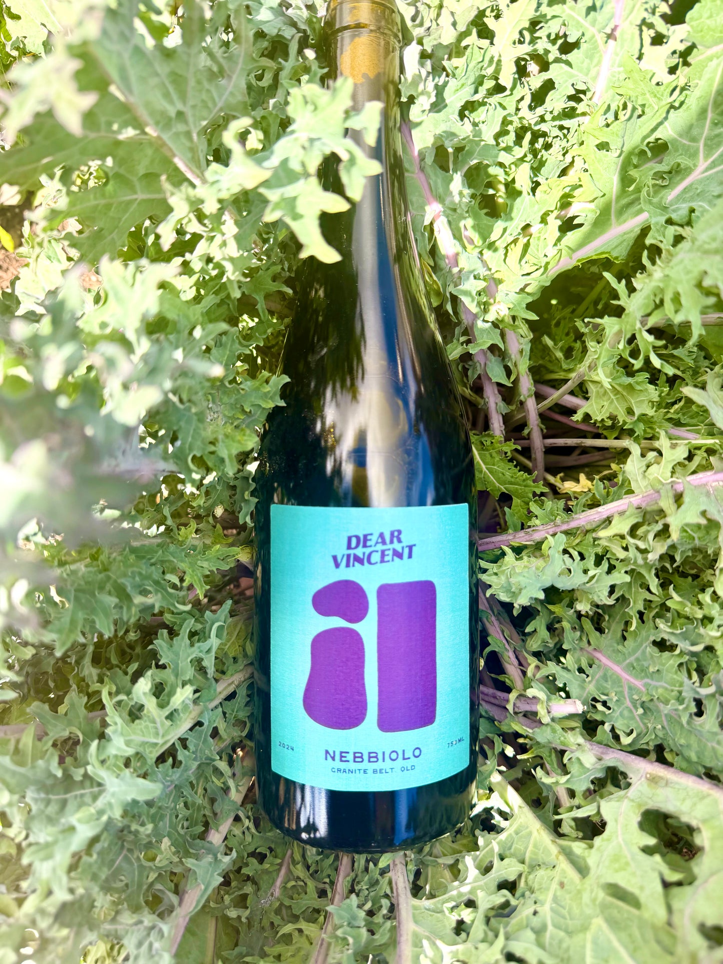 2024 Nebbiolo